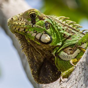 Close-up of lizard