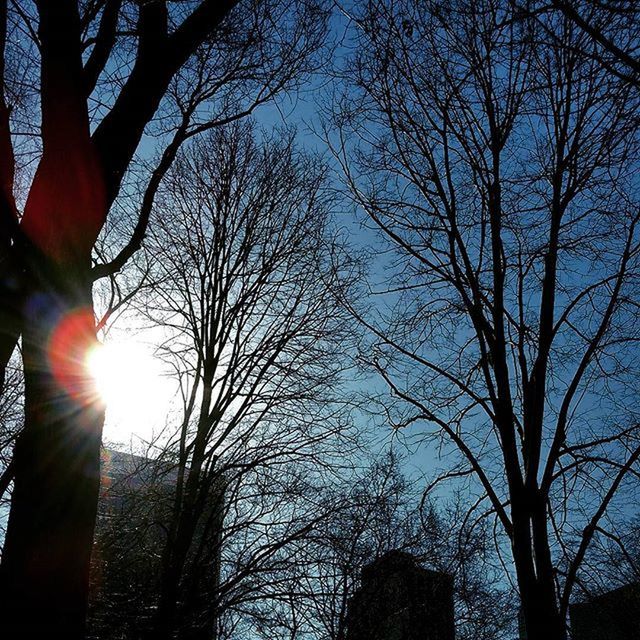 tree, bare tree, sun, silhouette, branch, low angle view, tranquility, tree trunk, sunbeam, sunset, sky, nature, beauty in nature, sunlight, lens flare, scenics, tranquil scene, growth, back lit, outdoors