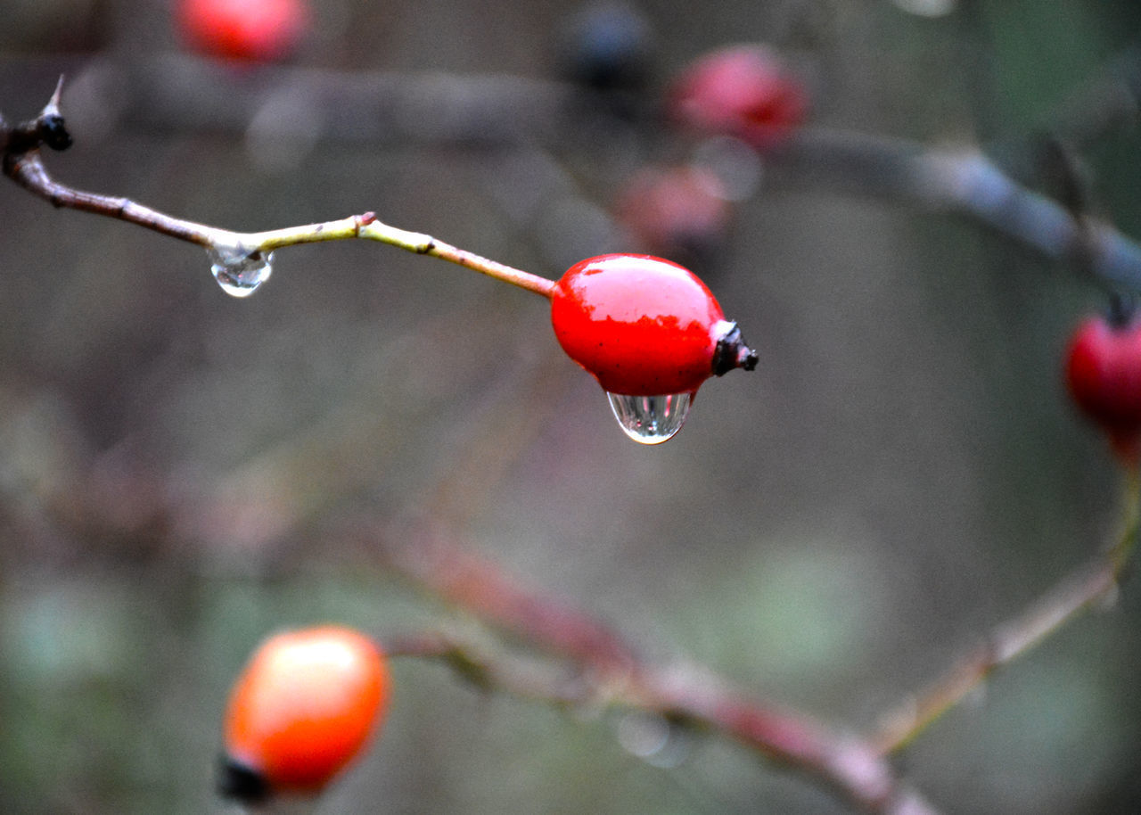 CLOSE-UP OF RAINDROPS ON TWIG