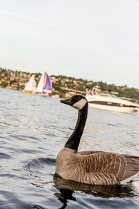 Close-up of swan swimming on lake