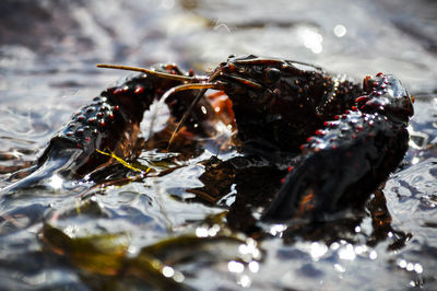 Close-up of crab in water