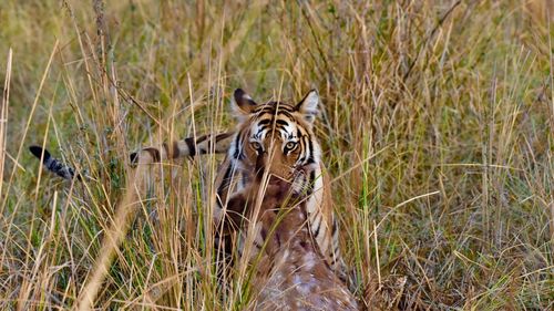 Portrait of tiger carrying dead deer