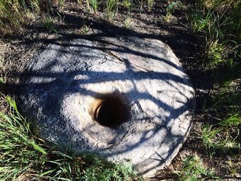 Close-up of tree trunk