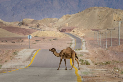 Camel walking on road