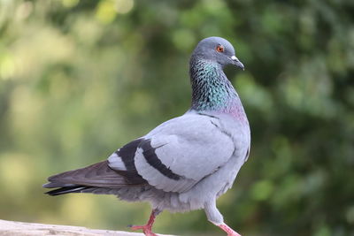 Close-up of pigeon , waking pigeon, eye of pigeon