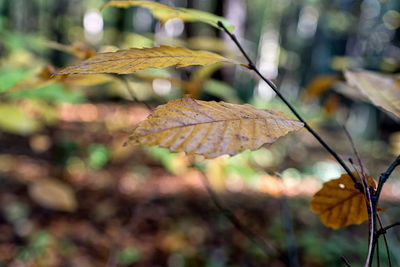 Close-up of dried leaves