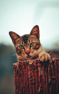 Close-up portrait of a cat