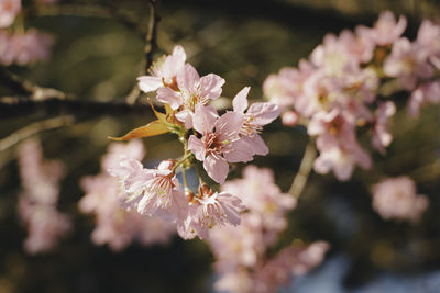 Pink queen tiger flower or wild himalayan cherry in winter at phuhin rong kla, phitsanulok,thailand.