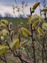 Close-up of yellow flowering plant