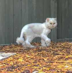White cat lying on wooden fence