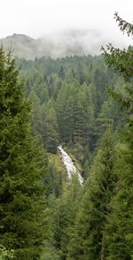 Scenic view of pine trees in forest