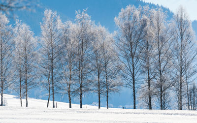 Trees on snow covered field against sky