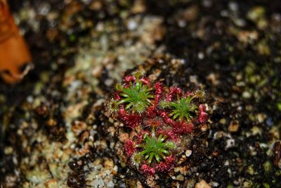 High angle view of small red flower on field