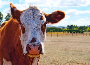 Close-up portrait of cow on field