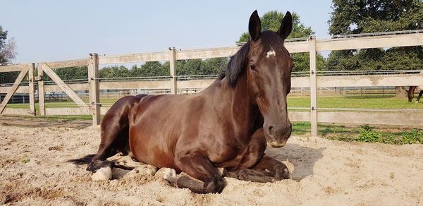 Horse in ranch