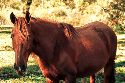 Horse standing in a field