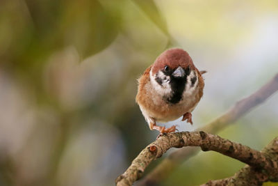 Sparrow jump forward