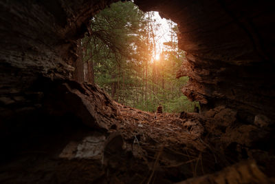 Trees in a cave