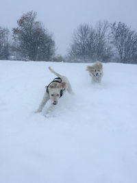 Dog on snow field during winter