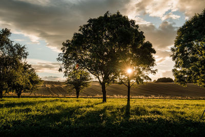 Trees on field against sky during sunset