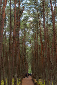 Panoramic view of road amidst trees in forest