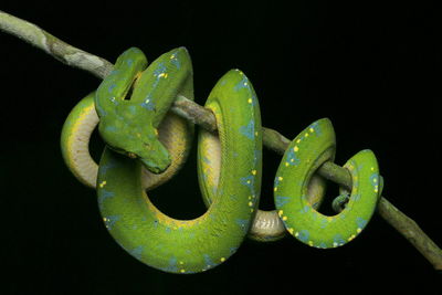 Close-up of green python on branch against black background