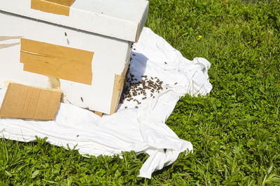 Close uo bees hive on floor