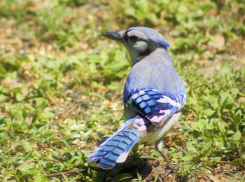 Close-up of bird perching on a field