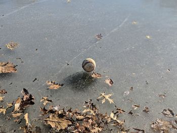 High angle view of snail on ground