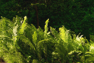 Fresh green leaves on tree in forest