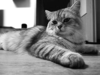 Close-up of cat sitting on floor