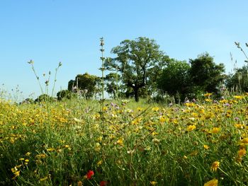 Scenic view of flowering plants on field against clear sky