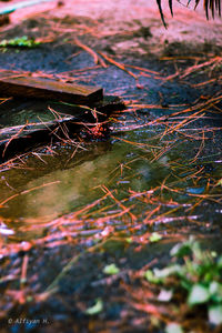 Close-up of autumn leaves on water