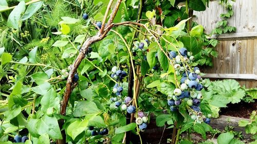 Close-up of grapes growing on tree