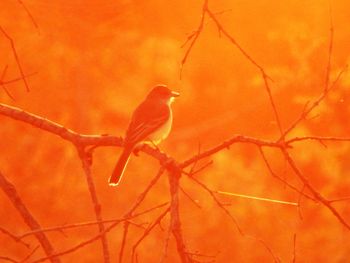 Close-up of bird perching on orange leaf