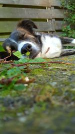 Close-up of cat relaxing on grass