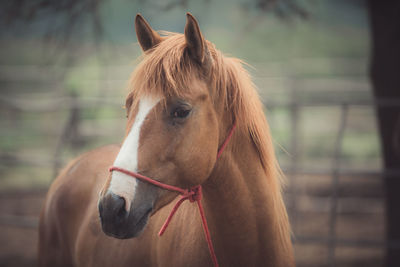 Close-up of a horse in ranch