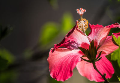 Close-up of pink hibiscus