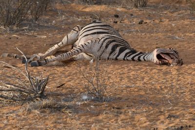 Side view of a zebra