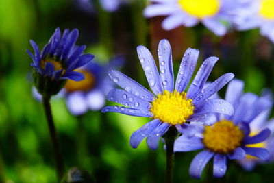 Close-up of wet purple flower