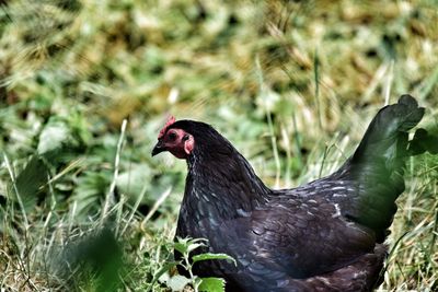 Close-up of rooster on grass