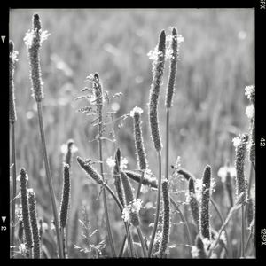 Close-up of plant against blurred background