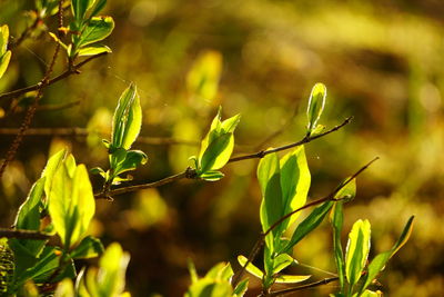 Close-up of plant