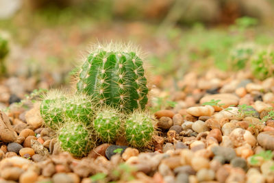 Close-up of succulent plant on field