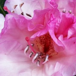 Close-up of pink flowers