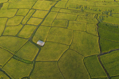 High angle view of agricultural field