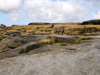 View of a horse on landscape