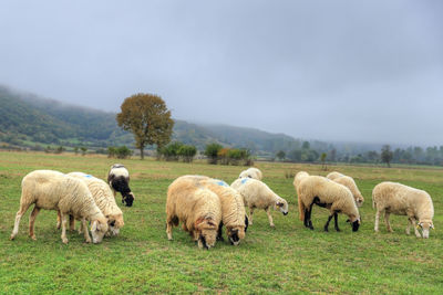 Sheep grazing in a field