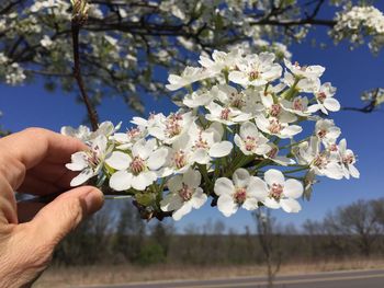 Close-up of hand holding white flowers on branch
