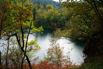 Scenic view of lake amidst trees in forest